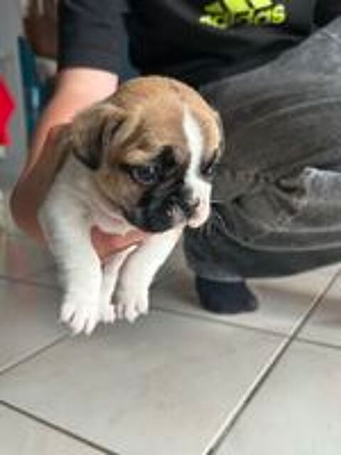   Chiots Bouledogue Français 