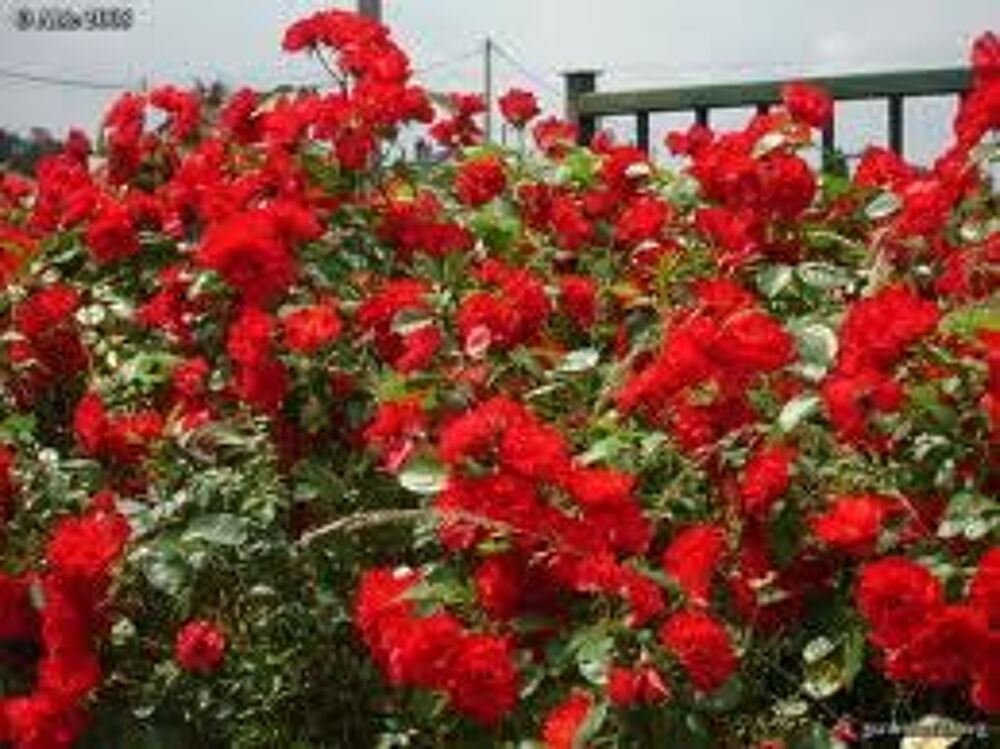 2 plants de rosier grimpant rouge
Jardin