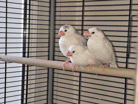 3 Paddas blancs sevr&eacute;s &agrave; donner... 0 78960 Voisins-le-bretonneux