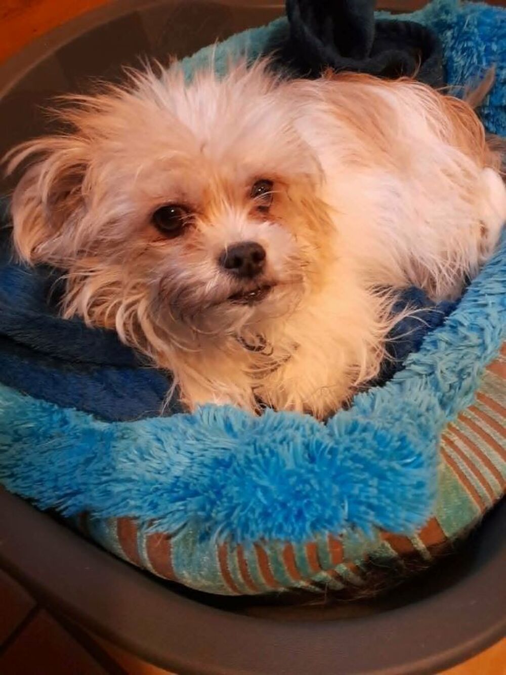   Lois à l'adoption  