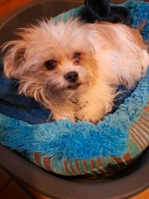 Lois &agrave; l'adoption 220 73460 Notre-dame-des-millières