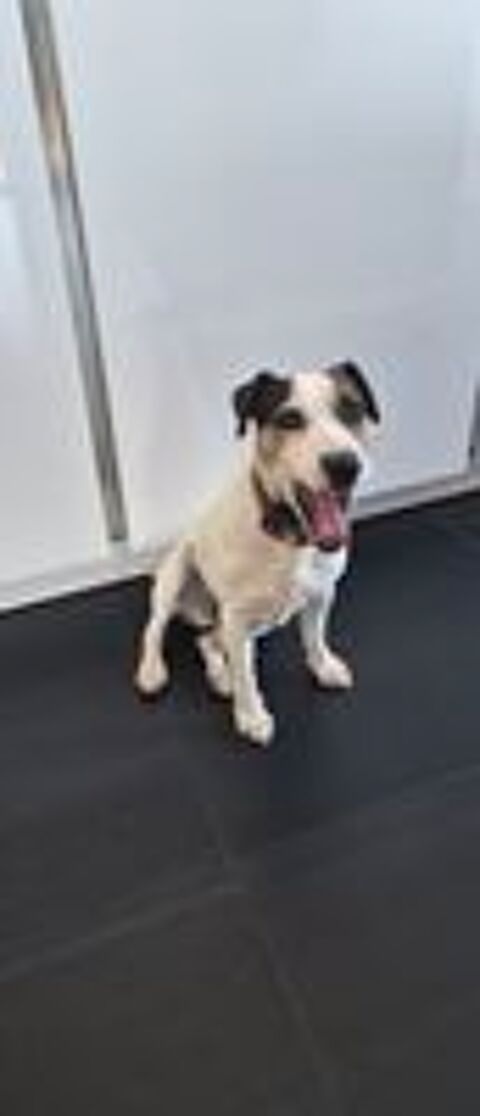   Donne jack russel mâle  