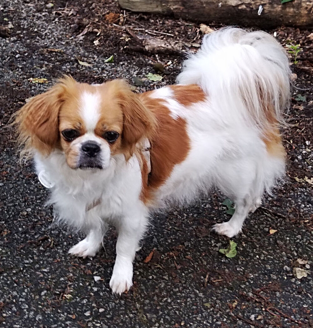   chiot épagneul Tibétain 