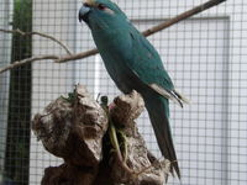   Kakariki 
