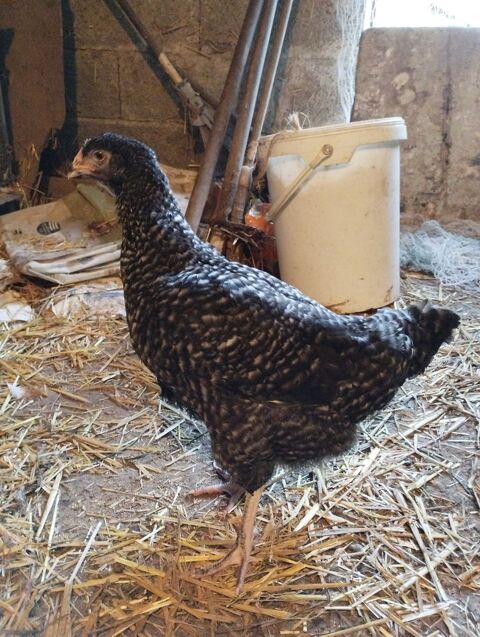 Poulette coucou de rennes  20 