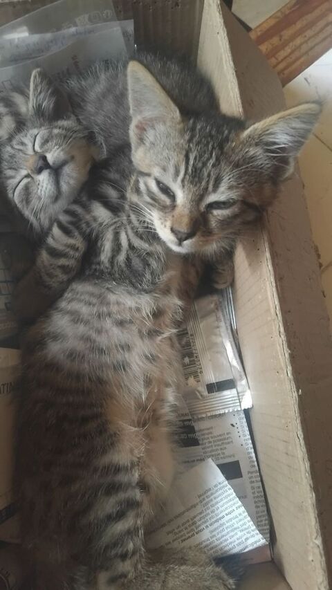 Donne chatons 0 03140 Chantelle