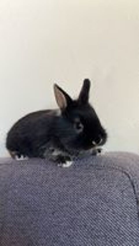   Lapin nain  