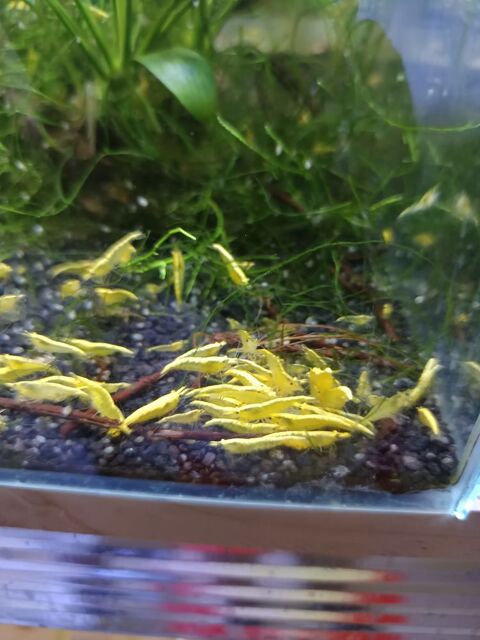 Crevettes divers 10 94380 Bonneuil-sur-marne