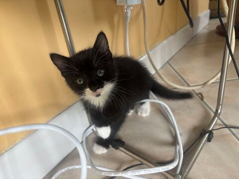 Dons de 7 chatons 0 33440 Ambar�s-et-lagrave