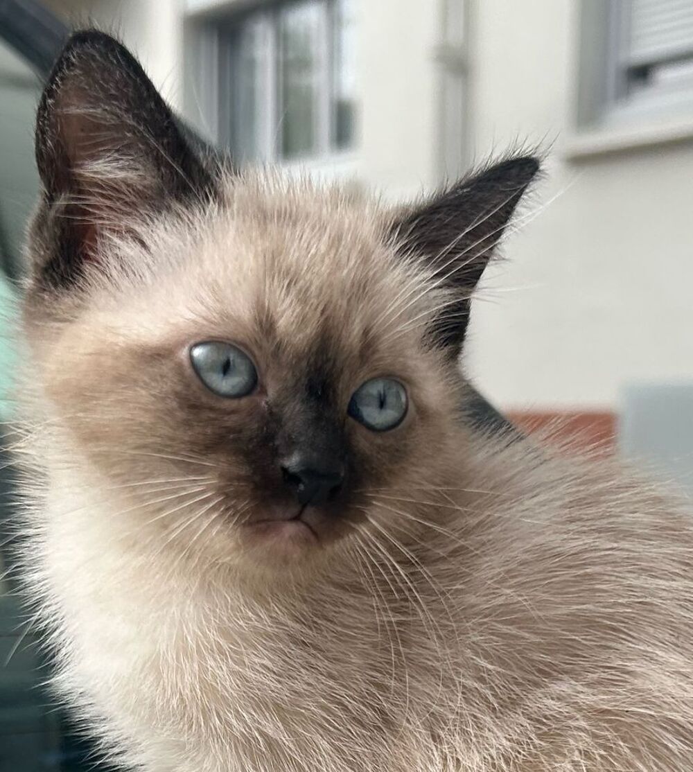   Beaux chatons siamois 