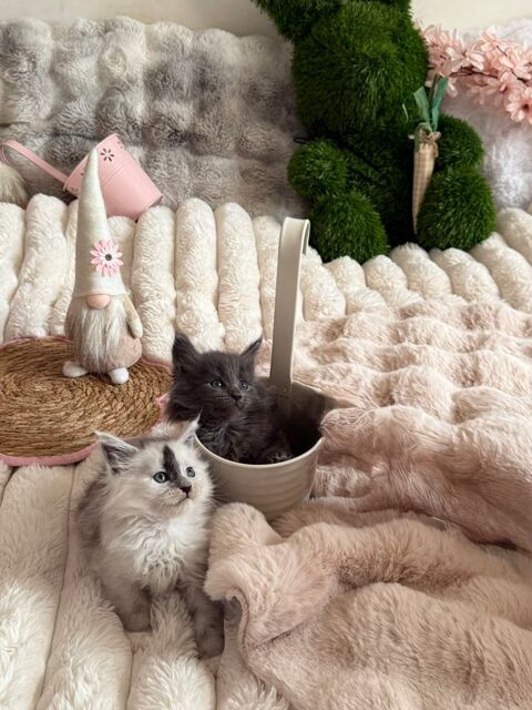 A r&eacute;server 2 magnifiques chatons Maine Coon LOOF 1700 01500 Saint-denis-en-bugey