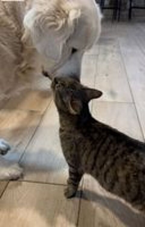   Arielle, Chatte tigre de 3 ans 
