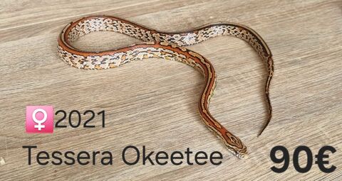Pantherophis guttatus Tessera Okeetee 90 38130 chirolles