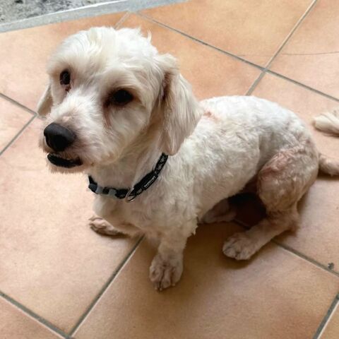 ✨️ SAFI ✨️ 🐶 350 27100 Le vaudreuil