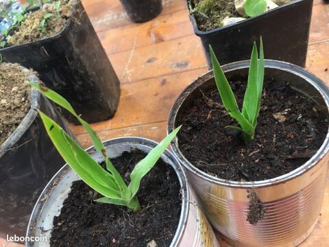 Dragonnier des Canaries (Dracaena draco),Dragoon Tree 18 Suzannecourt (52)