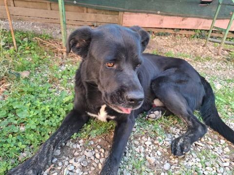 Chien SCOUBIDOU à l adoption 300 26800 Portes-ls-valence