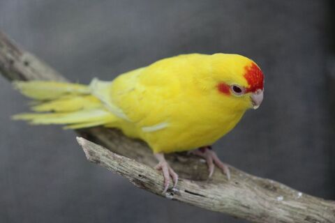 Perruche Kakariki Jaune FR /Cinnamon 45 44130 Notre-dame-des-landes