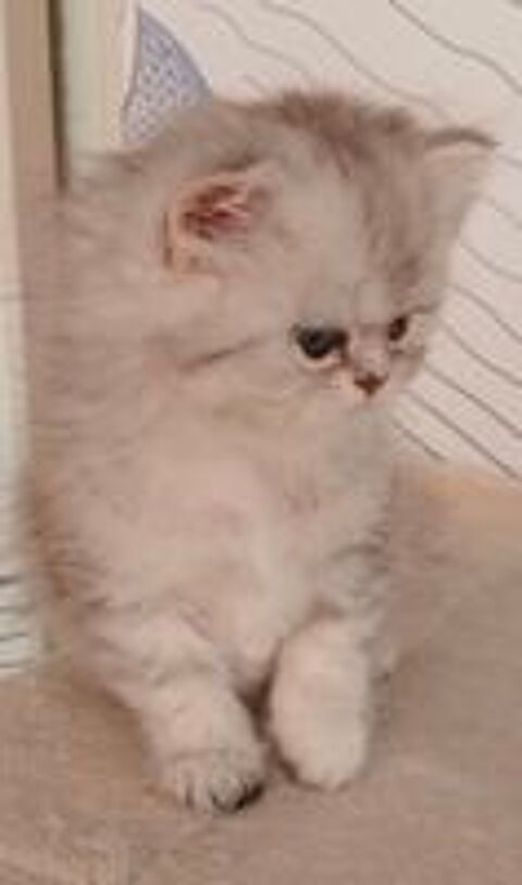   Très mignon chaton femelle persan chinchilla  