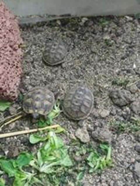   Jeunes tortues testudo 