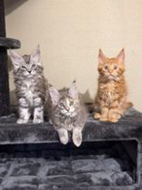   Maine Coon 