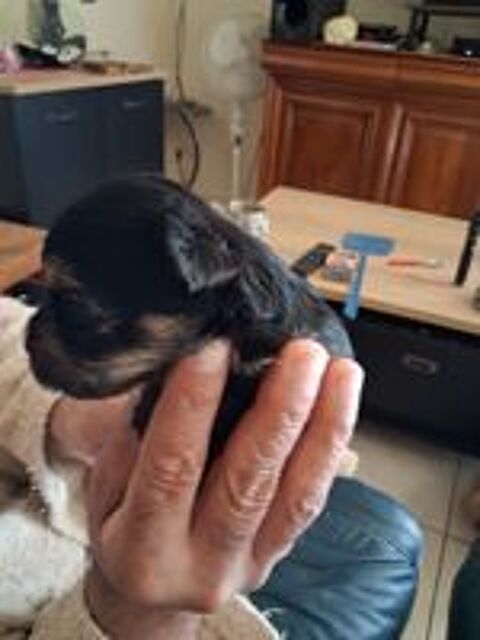   Shorkie Tzu  mâles petits gabarit

