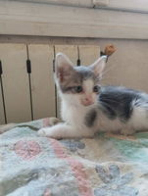   Famille d'Accueil chaton sur Marseille 