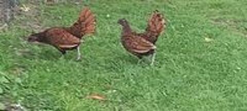   Poussins sebright doré  