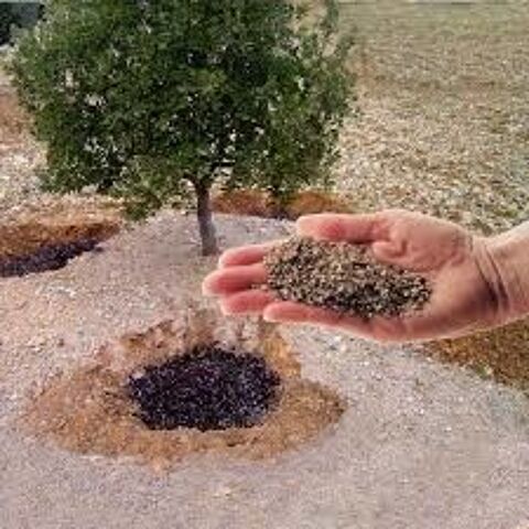 Inoculum Truffier Tuber M�lanosporum  : graine ou spore 17 Saint-Yrieix-sur-Charente (16)