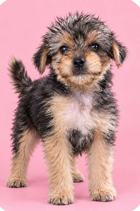 Chiots morkie 699 27210 Fort-moville