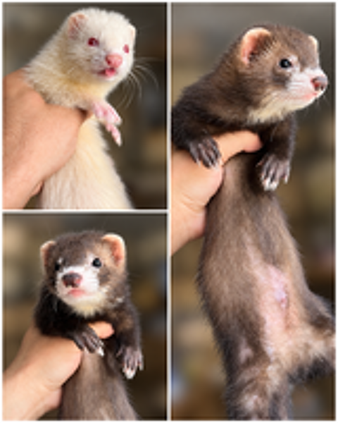  Furet de compagnie  