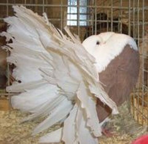   PIGEON FANTAIL BLANC MARSEILLE 
