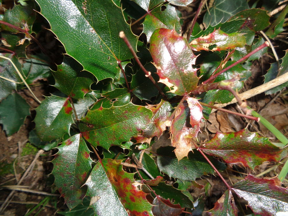 mahonia Jardin