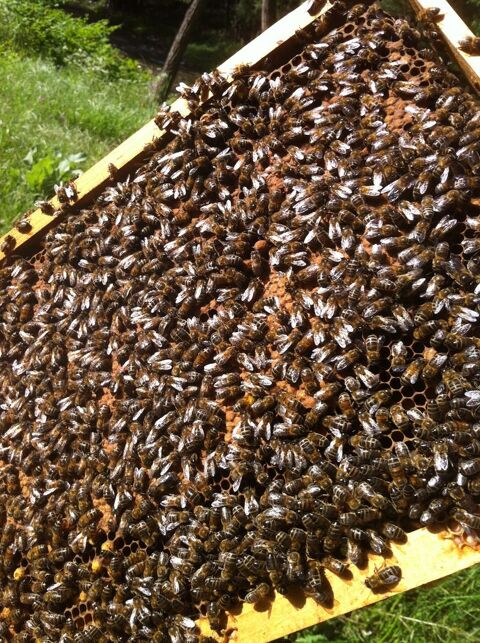 Essaims d'abeilles Buckfast hivern&eacute;s Dadant 150 48330 Saint-�tienne-vall�e-fran�aise