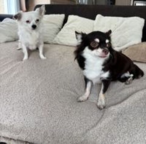   Chiots chihuahua poil long 