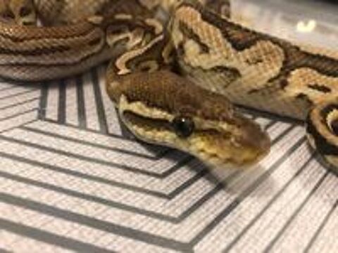   Adrénaline, python à adopter 