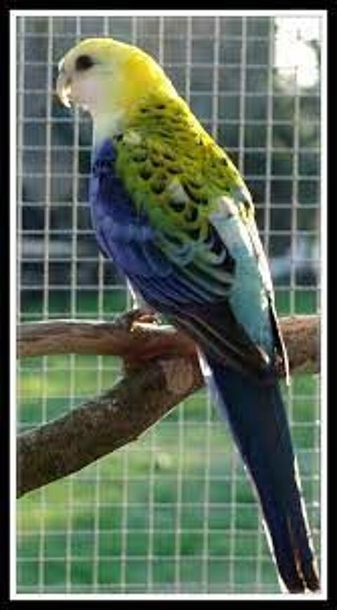 Palliceps 0 73310 Serrires-en-chautagne