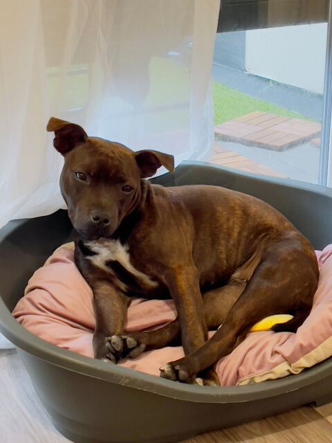 Jolie princesse à prendre soin. Départ immédiat. 600 77400 Lagny-sur-marne