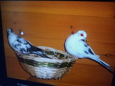 recherche colombes mouchet&eacute;e 10 94460 Valenton