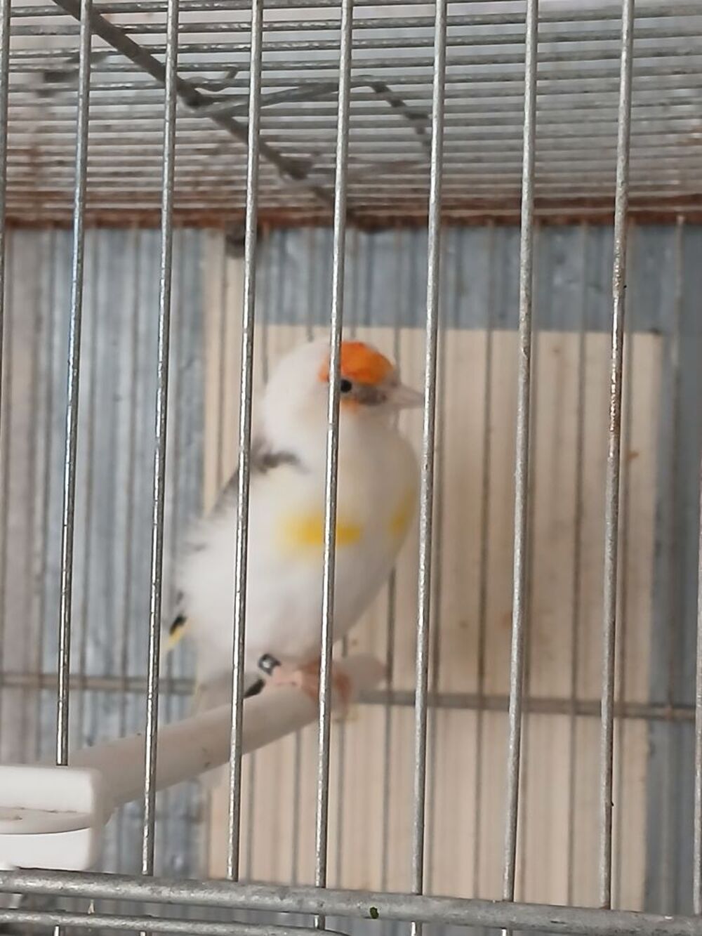   Canaris mutation panacher baguer 