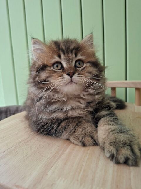 Chaton 800 54000 Nancy