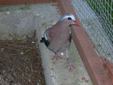   colombe 