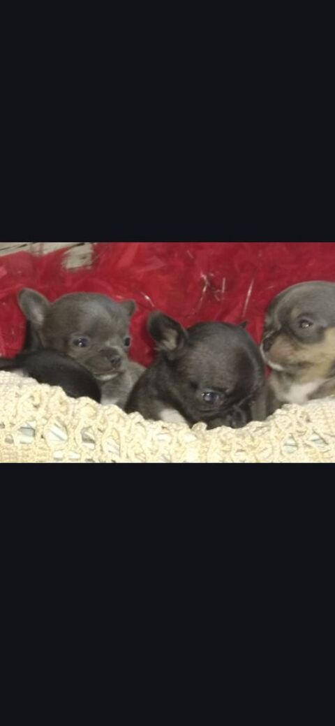 Males chihuahua poil court 700 11210 Port-la-nouvelle