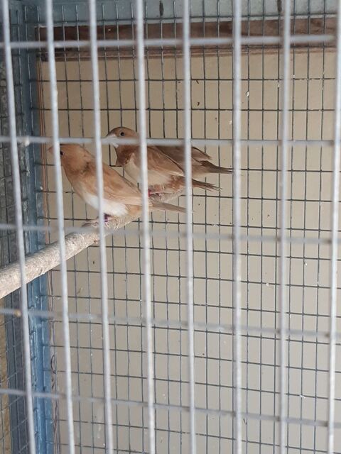 Moineaux du Japon 10 34400 Lunel