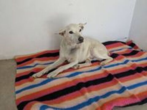   PISTOLE, 10 ans, un chien merveilleux ! 