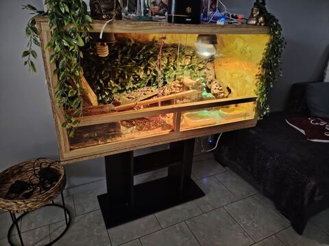 Couple Pogona avec terrarium 300 59200 Tourcoing