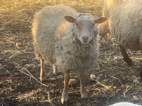 Agneau 9 mois 300 81500 Fiac