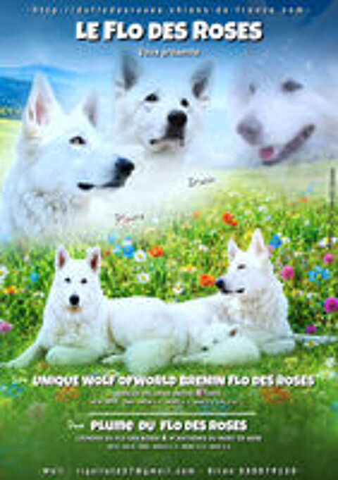   Chiot Berger Blanc suisse 