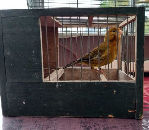 grandes cages pour oiseaux 45 La Cambe (14)