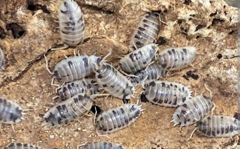Porcellio laevis dairy cow 17430 Saint-hippolyte