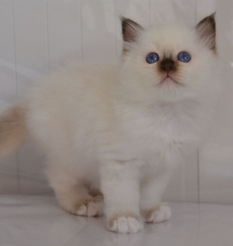 Magnifiques chatons sacrés de Birmanie à réserver 1500 38510 Arandon